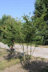 Zelkova serrata 250-300 cm draadkluit - afbeelding 2