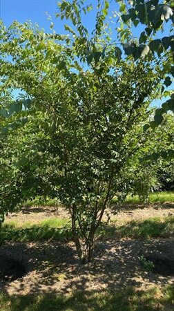 Zelkova serrata 250-300 cm WRB - image 4
