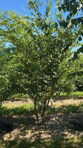 Zelkova serrata 250-300 cm WRB - image 4
