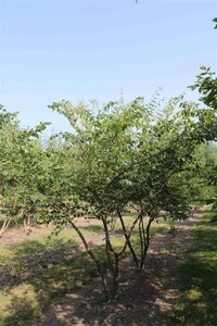 Zelkova serrata 250-300 cm WRB