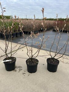Amelanchier lamarckii 60-80 cm cont. 3,0L - afbeelding 3
