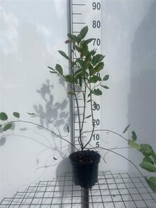 Amelanchier lamarckii 60-80 cm cont. 3,0L - afbeelding 3
