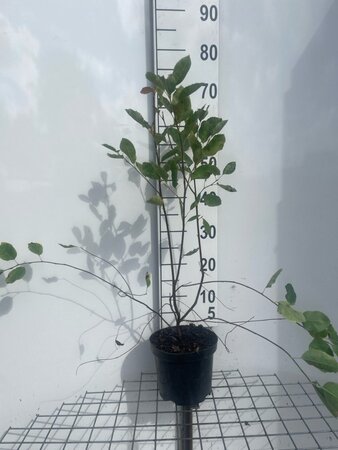 Amelanchier lamarckii 60-80 cm cont. 3,0L - afbeelding 4