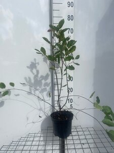 Amelanchier lamarckii 60-80 cm cont. 3,0L - afbeelding 4