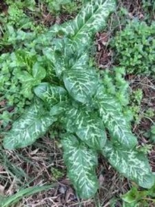 Arum italicum 'Marmoratum' geen maat specificatie 0,55L/P9cm