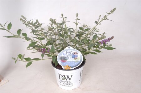 Buddleja 'Blue Chip' geen maat specificatie cont. 3,0L - afbeelding 6