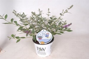 Buddleja 'Blue Chip' geen maat specificatie cont. 3,0L - afbeelding 6