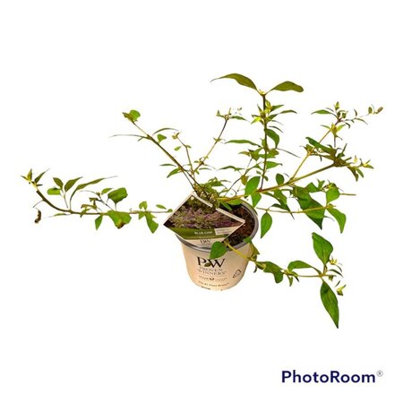 Buddleja 'Blue Chip' geen maat specificatie cont. 3,0L - afbeelding 7