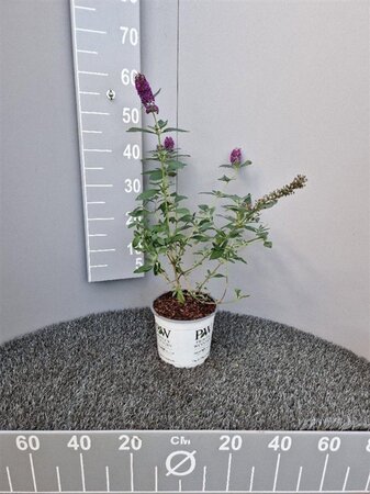 Buddleja 'Blue Chip' geen maat specificatie cont. 3,0L - afbeelding 4