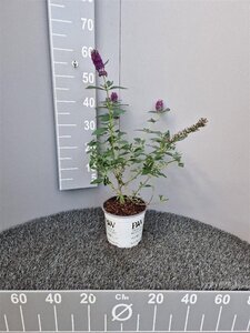 Buddleja 'Blue Chip' geen maat specificatie cont. 3,0L - afbeelding 4