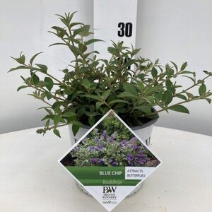 Buddleja 'Blue Chip' geen maat specificatie cont. 3,0L - afbeelding 5