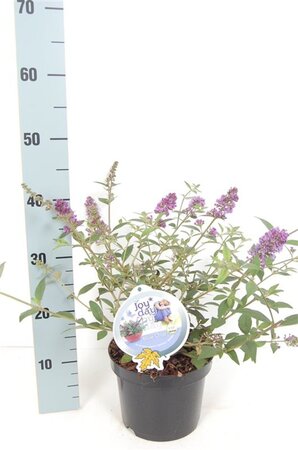Buddleja 'Blue Chip' geen maat specificatie cont. 3,0L - afbeelding 8