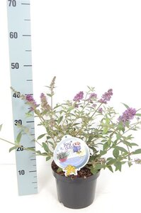 Buddleja 'Blue Chip' geen maat specificatie cont. 3,0L - afbeelding 8