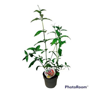 Buddleja weyer. 'Flower Power' geen maat specificatie cont. 3,0L leverbaar