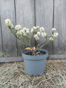 Fothergilla major 30-40 cm cont. 5,0L