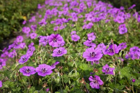 Geranium 'Pink Penny' geen maat specificatie 0,55L/P9cm - afbeelding 1