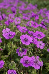 Geranium 'Pink Penny' geen maat specificatie 0,55L/P9cm - afbeelding 2