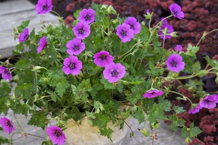 Geranium 'Pink Penny' geen maat specificatie 0,55L/P9cm - afbeelding 3