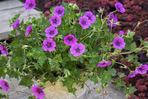 Geranium 'Pink Penny' geen maat specificatie 0,55L/P9cm - afbeelding 3