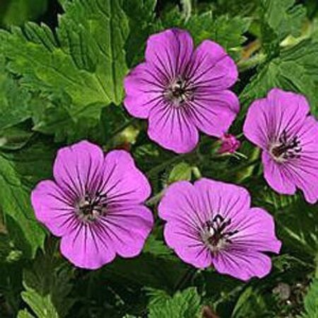Geranium 'Pink Penny' geen maat specificatie 0,55L/P9cm - afbeelding 4