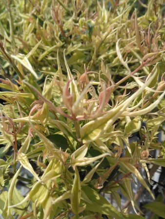 Jasminum stephanense 70 cm vierkant 2L - afbeelding 3