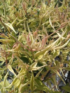 Jasminum stephanense 70 cm vierkant 2L - afbeelding 3