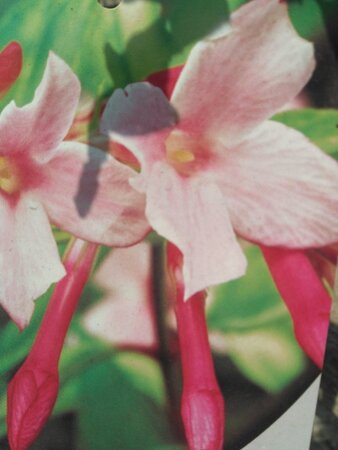 Jasminum stephanense 70 cm vierkant 2L - afbeelding 4