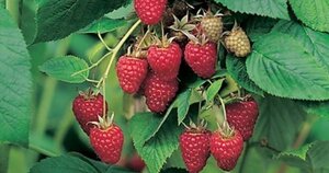 Rubus idaeus 'Tulameen' rood ZOMER 70 cm vierkant 2L