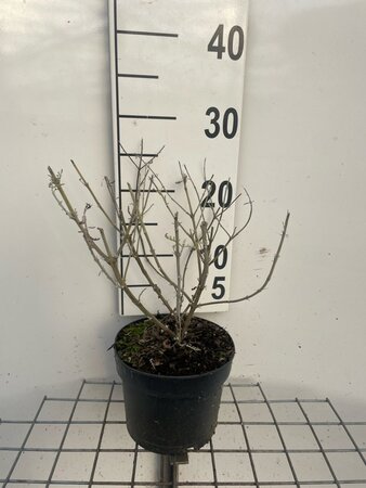 Perovskia 'Blue Spire' geen maat specificatie cont. 2,0L - afbeelding 6