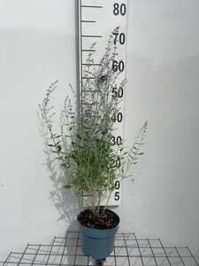 Perovskia 'Blue Spire' geen maat specificatie cont. 2,0L - afbeelding 4