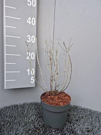 Perovskia 'Blue Spire' geen maat specificatie cont. 2,0L - afbeelding 3