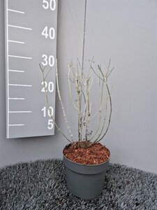 Perovskia 'Blue Spire' geen maat specificatie cont. 2,0L - afbeelding 3