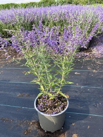 Perovskia 'Blue Spire' geen maat specificatie cont. 2,0L - afbeelding 2