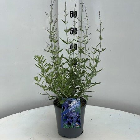 Perovskia 'Blue Spire' geen maat specificatie cont. 2,0L - afbeelding 4