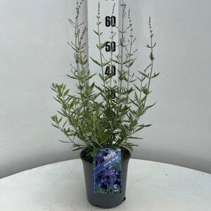 Perovskia 'Blue Spire' geen maat specificatie cont. 2,0L - afbeelding 4