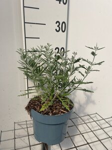 Perovskia 'Blue Spire' geen maat specificatie cont. 2,0L