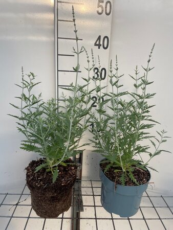 Perovskia 'Blue Spire' geen maat specificatie cont. 2,0L - image 2