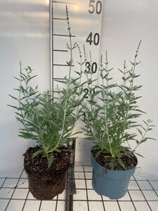 Perovskia 'Blue Spire' geen maat specificatie cont. 2,0L - image 2