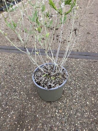 Perovskia 'Blue Spire' geen maat specificatie cont. 2,0L - image 6