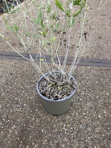 Perovskia 'Blue Spire' geen maat specificatie cont. 2,0L - image 6