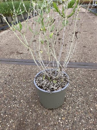 Perovskia 'Blue Spire' geen maat specificatie cont. 2,0L - image 7