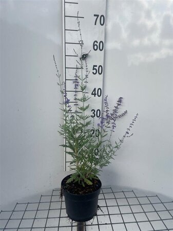 Perovskia 'Blue Spire' geen maat specificatie cont. 2,0L - image 5