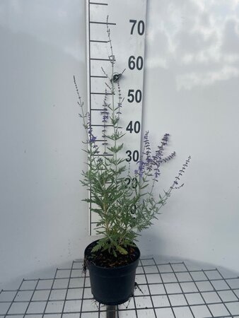 Perovskia 'Blue Spire' geen maat specificatie cont. 2,0L - image 1