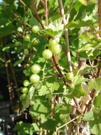 Ribes rubrum (WIT) 70 cm vierkant 2L - afbeelding 1