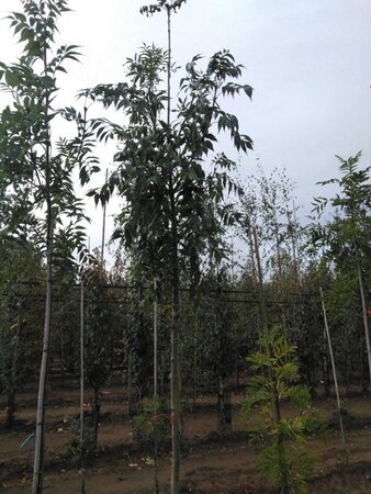 Fraxinus e. 'Westhof's Glorie' 10-12 Hoogstam wortelgoed - afbeelding 6