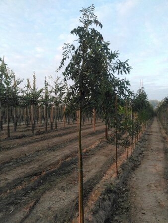 Fraxinus e. 'Westhof's Glorie' 10-12 Hoogstam wortelgoed - afbeelding 5