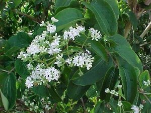 Heptacodium miconioides 6-8 Hoogstam container