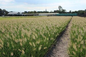 Pennisetum al. 'Hameln' geen maat specificatie 0,55L/P9cm - afbeelding 3