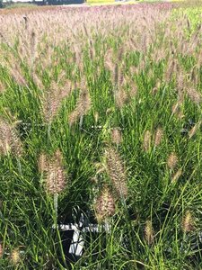 Pennisetum al. 'Hameln' geen maat specificatie 0,55L/P9cm - afbeelding 12