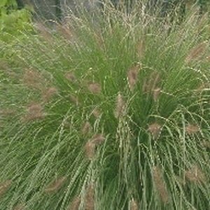 Pennisetum al. 'Hameln' geen maat specificatie 0,55L/P9cm - afbeelding 21